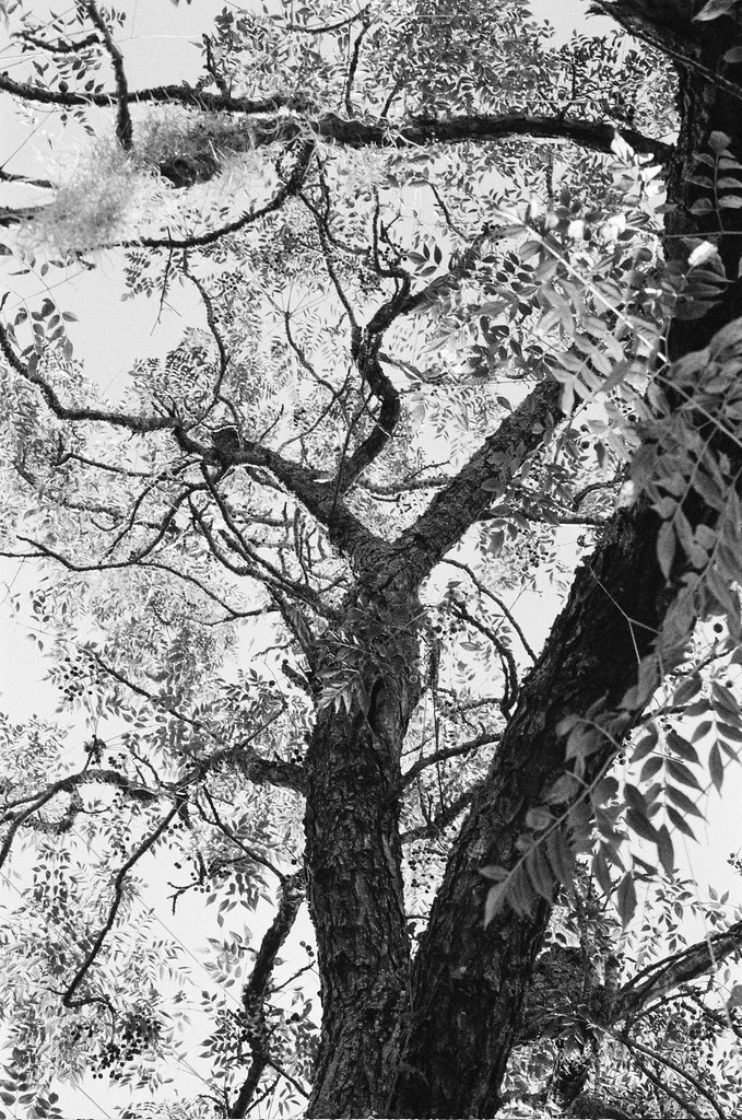 Roots